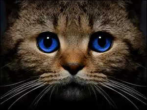 Kot, Spojrzenie, Niebieskie, Oczy