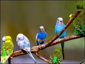 Gałązka, Papugi, Faliste