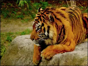 Skała, Tygrys, Bengalski