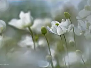 Kwiaty, Zawilce, Białe