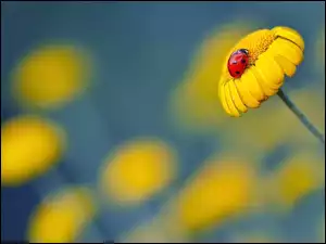 Żółty, Odblask, Kwiatek, Biedronka