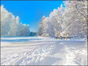 Park, Zima, Śnieg
