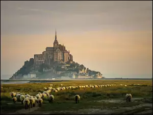 Wzgórze, Archanioła, Sanktuarium, Normandia, Owce, Michała, Wyspa