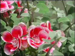 Kwiaty, Pelargonia