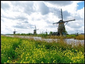 Łąka, Holandia, Wiatraki, Wiosna, Rzeka, Kwiaty