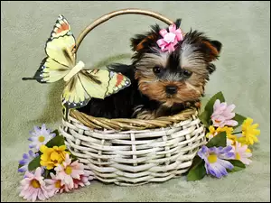 Yorkshire Terrier, Szczeniak, Kwiatki, Koszyk, Motyl