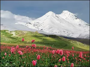 Góry, Kwiaty, Łąka
