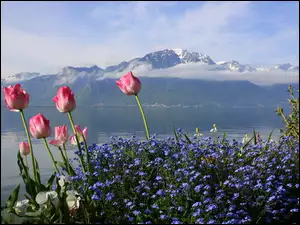 Kwiaty, Góry, Tulipany, Jezioro, Niebieskie