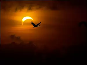 Żuraw, Ptak, Zachód słońca