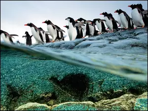 Pingwiny, Woda