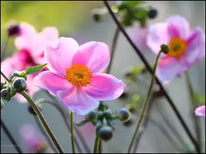 Kwiat, Zawilec Japoński, Różowy