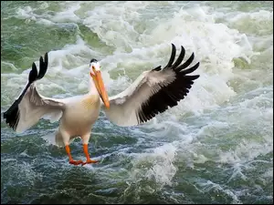 Pelikan, Morze