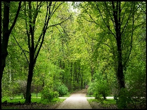 Wiosna, Park, Drzewa, Alejki, Światło