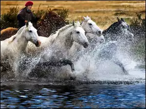 Konie, Woda, Rzeka, Rozbryzgująca