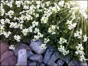 Kwiaty, Kamienie, Białe