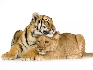 Przyjaciele, Lwica, Tygrys