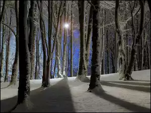 Drzew, Zima, Latarnia, Park, Cienie