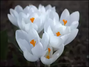 Kwiat, Krokus, Biały