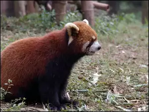 Czerwona, Panda