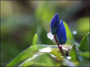 Wiosna, Cebulica Syberyjska, Niebieskie, Pąki, Kwiaty