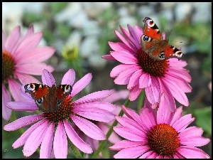 Motyle, Jeżówki, Rusałka pawik, Kwiaty