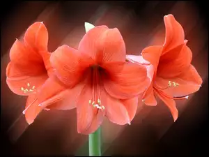 Kwiat, Amarylis