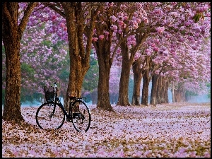 Rower, Jesień, Park