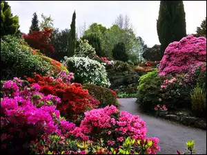 Rododendrony, Wiosna, Park