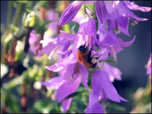 Pszczoła, Kwiaty, Nektar, Fioletowe
