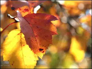 Jesienny, Liść