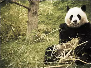 Bambus, Panda, Las