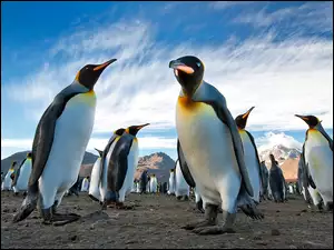 Góry, Gromada, Pingwinów
