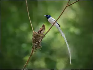 Gniazdo, Ptaki, Gałązka