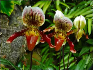Makro, Kwiaty, Orchidee