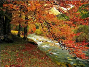 Potok, Jesień, Las, Góry