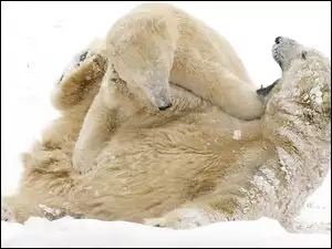 Dwa, Śnieg, Niedźwiedzie, Polarne