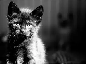 Kot, Czarno-Białe, Kotek, Zdjęcie