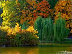 Drzewa, Park, Jesień, Staw, Kolorowe