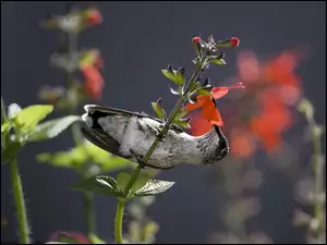 Koliber, Kwiaty, Ptak, Gałązka