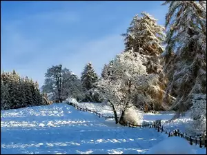 Lasy, Zimowy, Pola, Krajobraz, Drzewa, Ogrodzenie