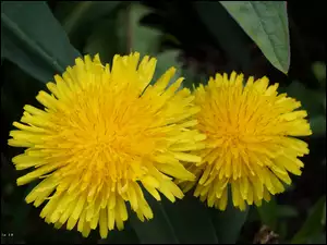 Kwiaty, Mniszek Pospolity, Żółte, Mlecz