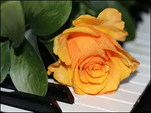 Róża, Pianino
