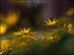 Kwiaty, Ziarnopłon Wiosenny, Żółte