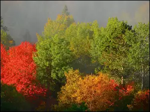 Drzewa, Liści, Kolorowe, Barwy