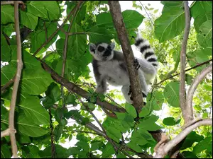 Liście, Lemur, Gałęzie