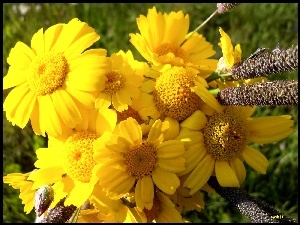 Bukiet, Żółte, Kwiaty