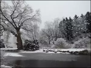 Zima, Rzeka, Drzewa, Oszronione