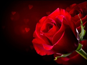 Walentynki, Róże, Serca, Czerwone