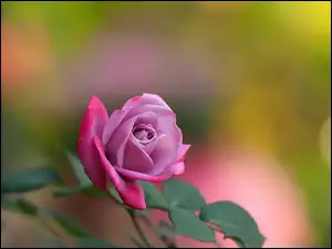 Różowa, Listki, Dzika, Róża
