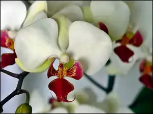 Orchidea, Biało, Czerwona